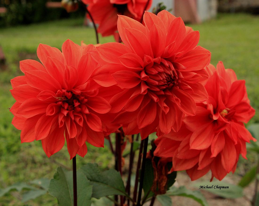Names Of Red Flowers Klejonka Enter Your E Mail Address Send Add Remove Home Photo Flowers Flowersnames Of Red